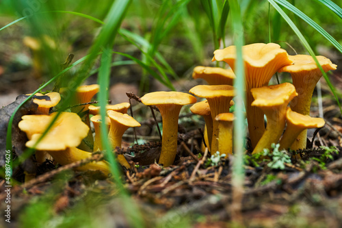 Fresh chanterelle mushrooms. Natural food