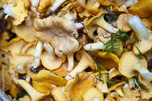 Fresh chanterelle mushrooms. Natural food
