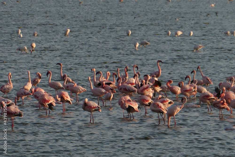 Obraz premium Flamingo