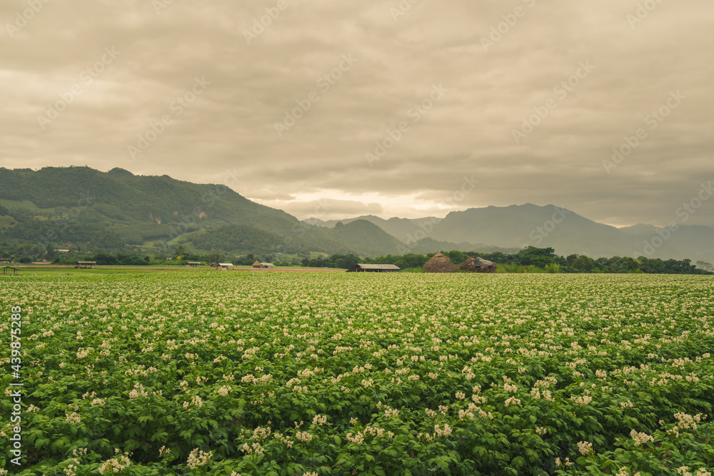 Fototapeta premium Potato plantation with cloud and blue sky
