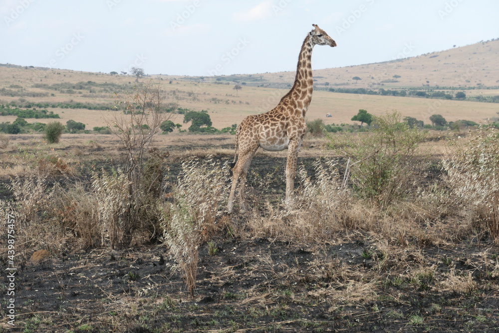 Obraz premium Giraffe