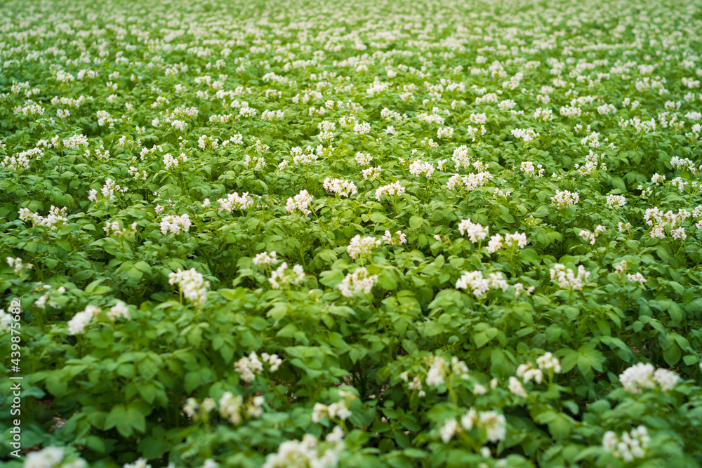 Potato plantation with cloud and blue sky Potato plantation with cloud and blue sky