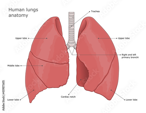 Human lungs anatomy medical vector illustration.