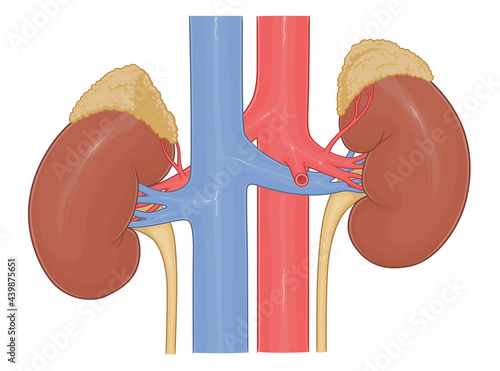 Human kidneys anatomy medical vector illustration.