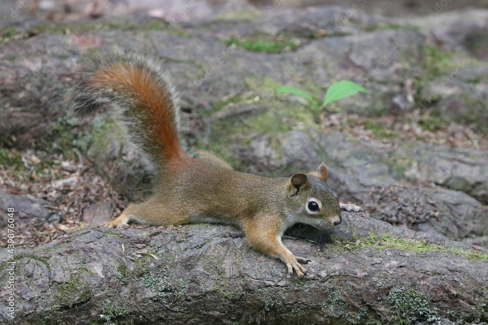 Fototapeta premium Red Squirrel on a Rock