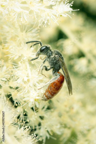 Small Sphecodes bee gathering pollen on white flowers