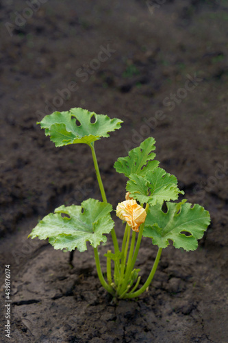 Green plant with green leaves and yellow flower zucchini or pumpkin on clean ground. Gardening. High quality photo