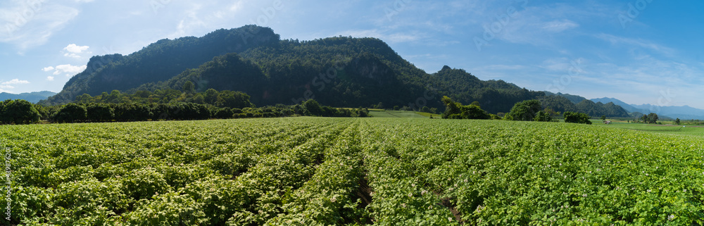 Panorama potato plantation with cloud and blue sky