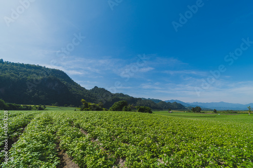 Potato plantation with cloud and blue sky