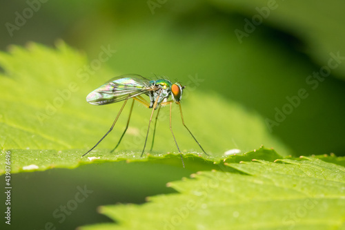 Small Dolichopodidae fly looking for a prey on a green leaf and blurred background © Luc Pouliot