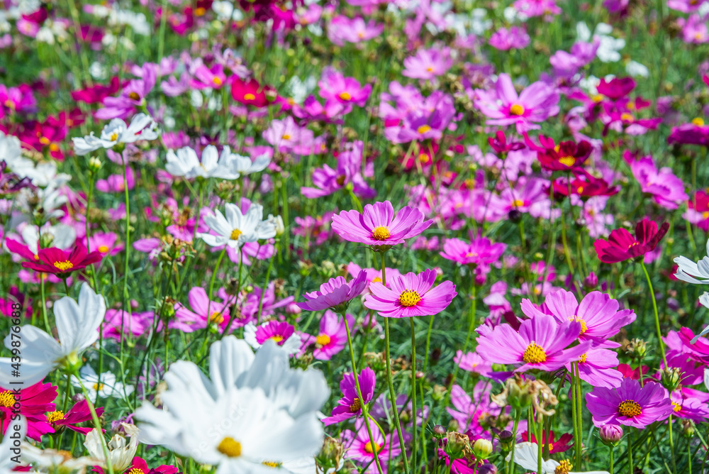 Close-up pink vivid color blossom of Cosmos flower (Bipinnatus) in a field. Flower fields in Saraburi province ,Thailand. Beautiful flower background in spring season. Close-up pink vivid color blossom of Cosmos flower (Bipinnatus) in a field. Flower fields in Saraburi province ,Thailand. Beautiful flower background in spring season.