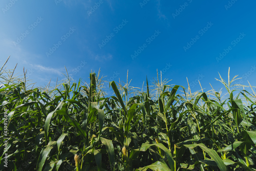 Green corn plantation with blue sky Green corn plantation with blue sky