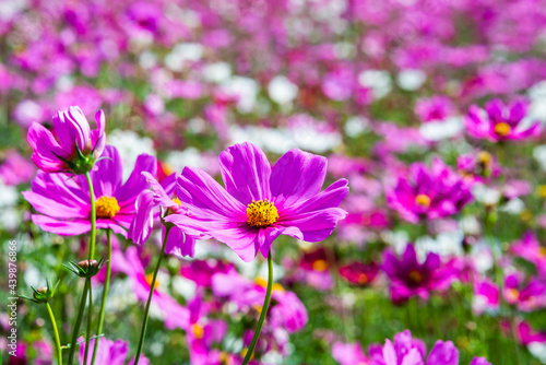 Close-up pink vivid color blossom of Cosmos flower  Bipinnatus  in a field. Flower fields in Saraburi province  Thailand. Beautiful flower background in spring season.