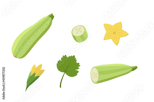 Zucchini whole and cut, zucchini flowers and leaf. Vector illustration of vegetables, a set of harvest courgette.
