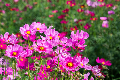 Close-up pink vivid color blossom of Cosmos flower (Bipinnatus) in a field. Flower fields in Saraburi province ,Thailand. Beautiful flower background in spring season.