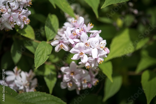 Deutzia longifolia flower Veitchii from Family Hydrangeaceae