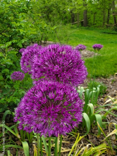 flowers in the park