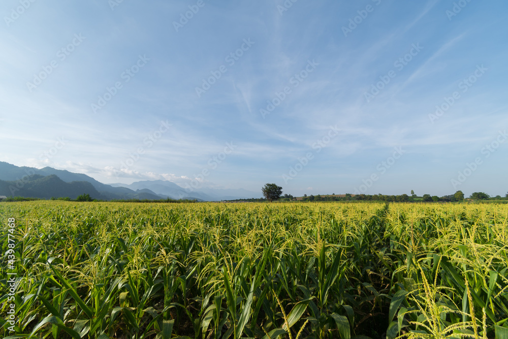Fresh corn field with mountain Fresh corn field with mountain