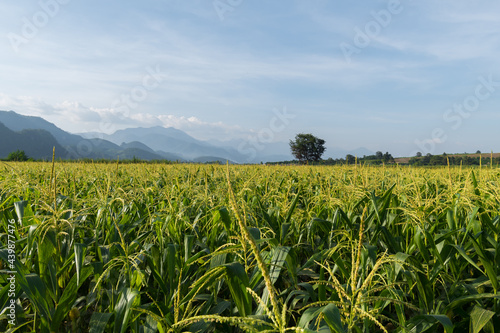 Fresh corn field with mountain