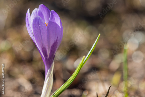 Crocus.