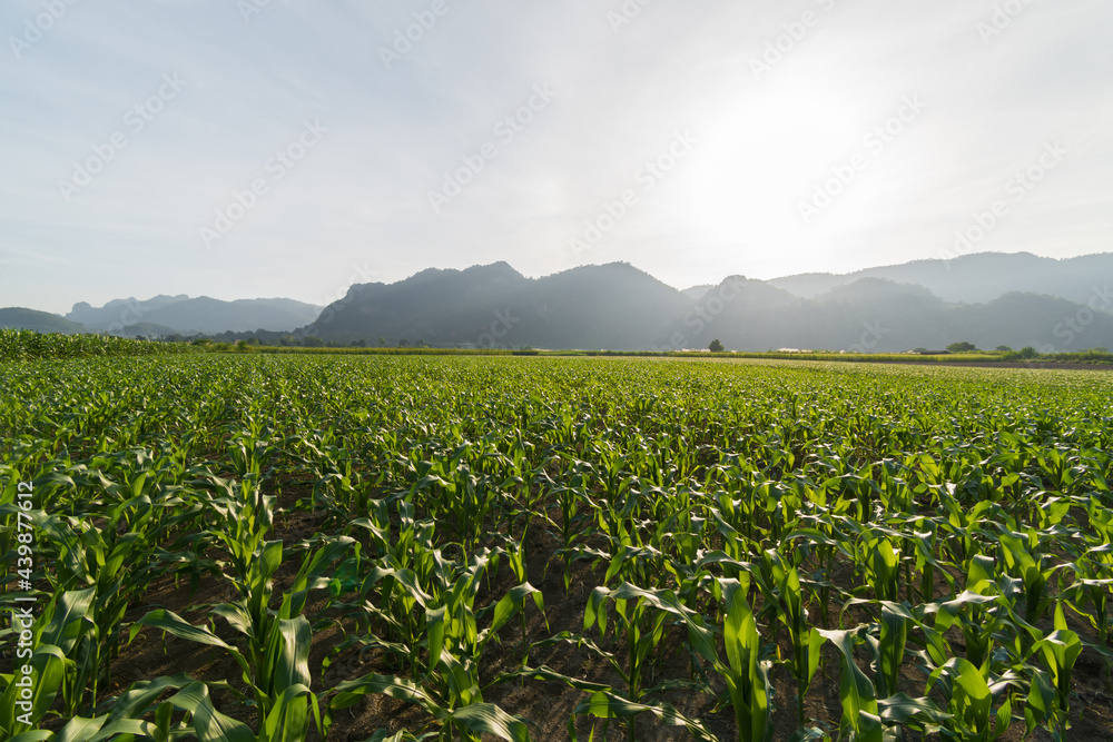 Fresh corn field with mountain Fresh corn field with mountain