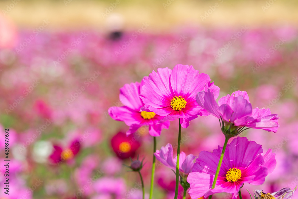 Close-up pink vivid color blossom of Cosmos flower (Bipinnatus) in a field. Flower fields in Saraburi province ,Thailand. Beautiful flower background in spring season.