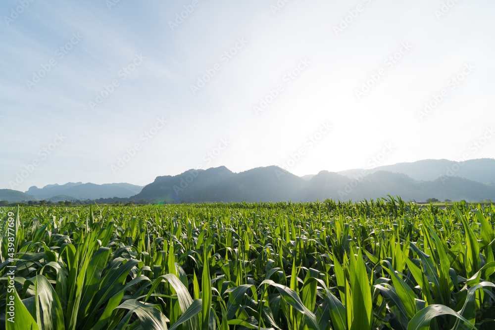 Fototapeta premium Fresh corn field with mountain