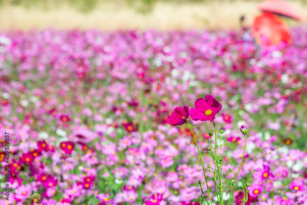 Close-up pink vivid color blossom of Cosmos flower (Bipinnatus) in a field. Flower fields in Saraburi province ,Thailand. Beautiful flower background in spring season. Close-up pink vivid color blossom of Cosmos flower (Bipinnatus) in a field. Flower fields in Saraburi province ,Thailand. Beautiful flower background in spring season.