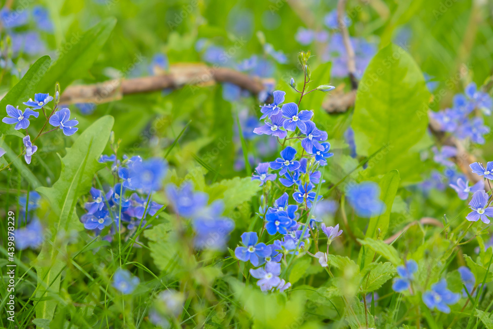 tender forget-me-nots on a summer sunny meadow