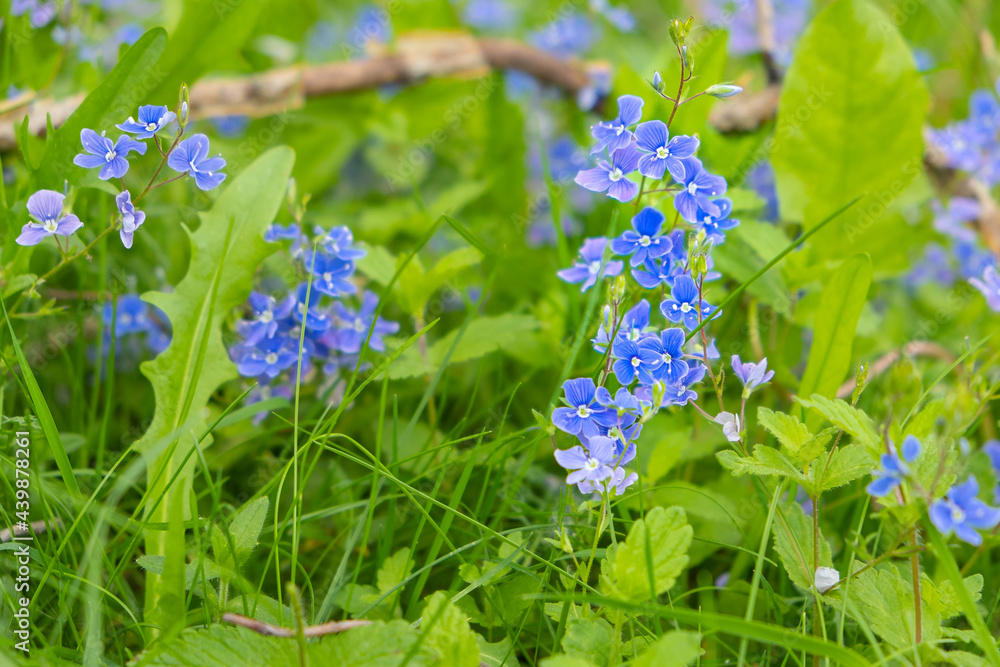 tender forget-me-nots on a summer sunny meadow tender forget-me-nots on a summer sunny meadow