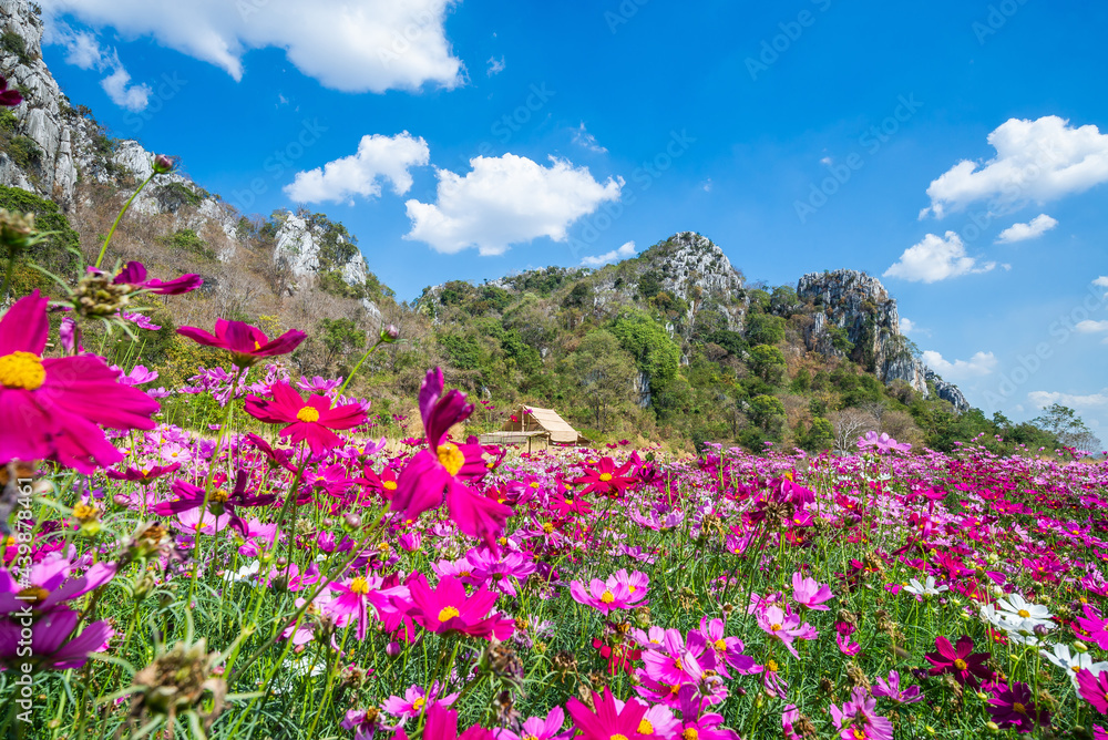 Pink vivid color blossom of Cosmos flower(Bipinnatus) in a field with rock mountains background and blue sky. Flower fields in Saraburi province ,Thailand. Beautiful flower background in spring season