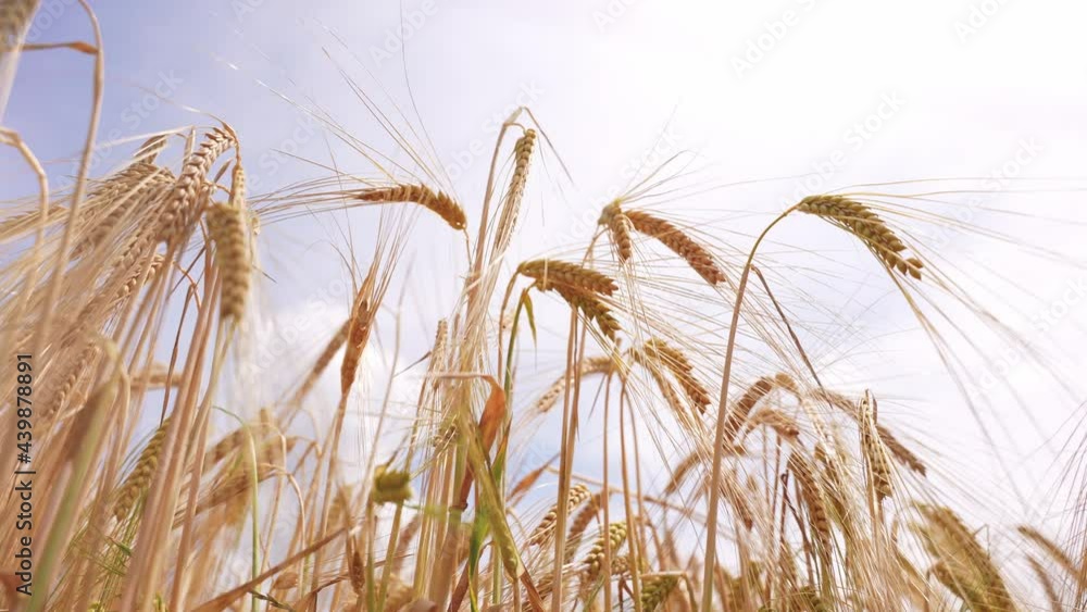 From the bottom shot of an organic mature barley filed in a fam in summer. Closeup on ears. From the bottom shot of an organic mature barley filed in a fam in summer. Closeup on ears.