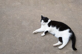 black and white cat lies on the ground and looks to the side