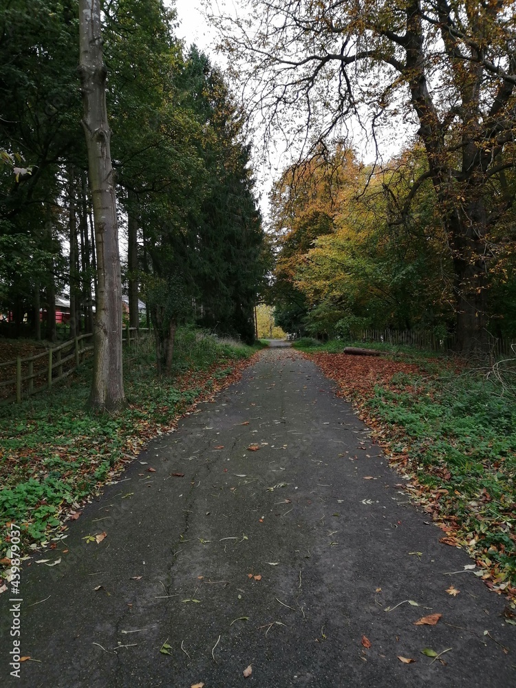 Obraz premium path in autumn park/forest