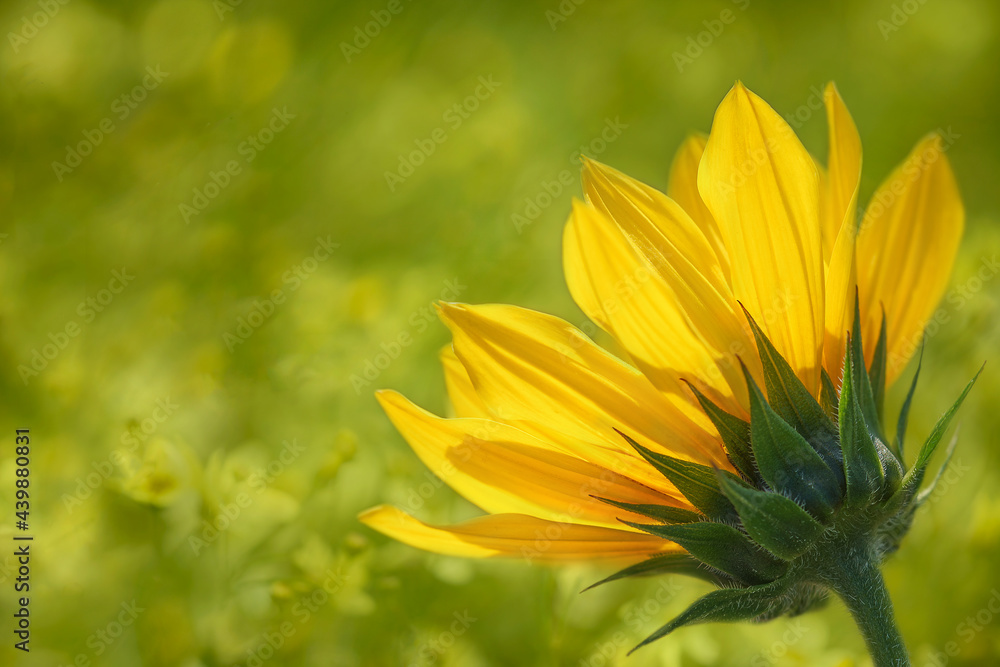Obraz premium yellow flower in the garden