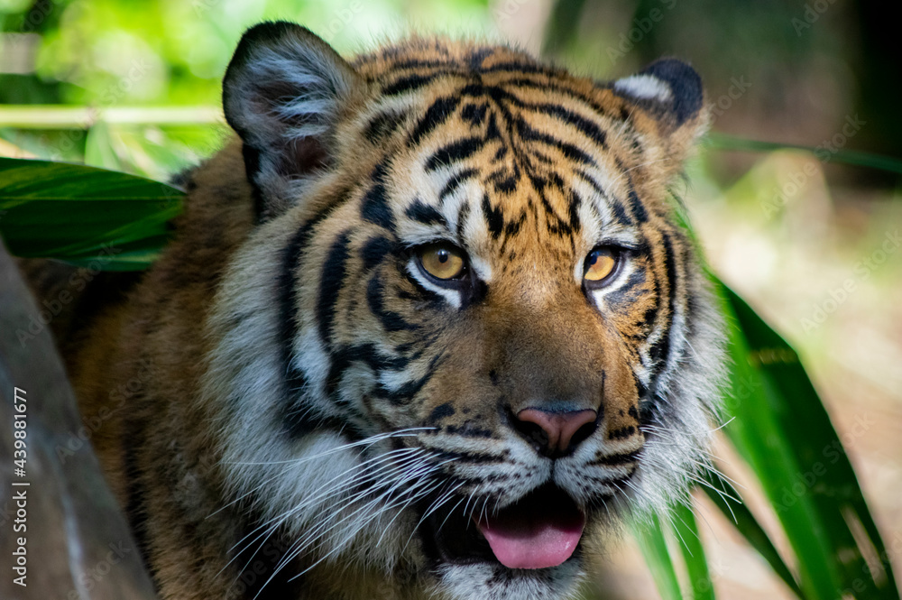 portrait of a Sumatran tiger