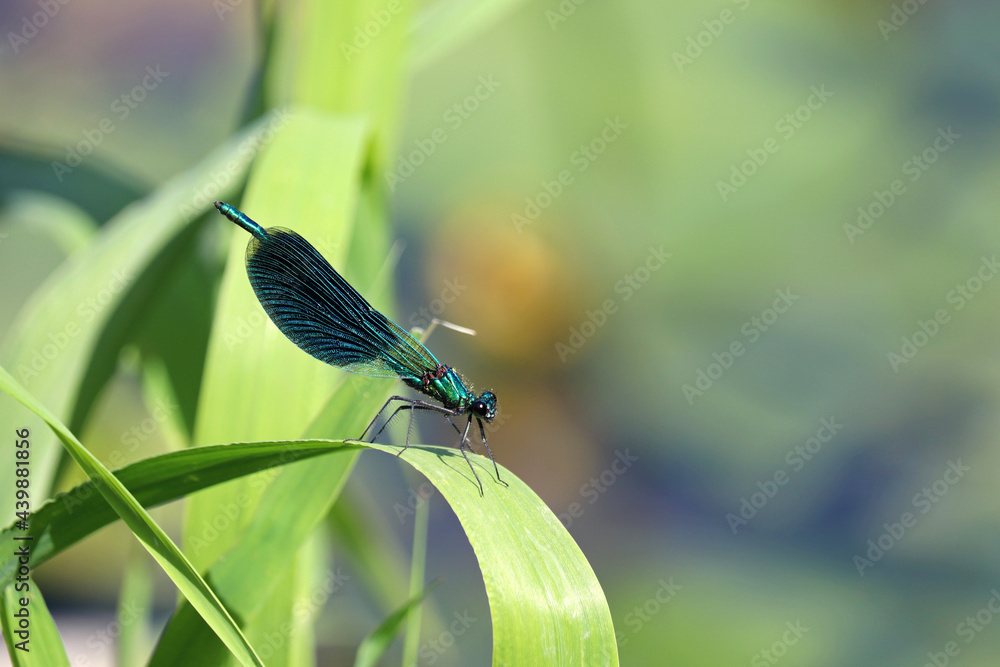 Banded demoiselle (Calopteryx splendens) sitting on a blade of grass on blurred green background. Dark blue dragonfly at summer Banded demoiselle (Calopteryx splendens) sitting on a blade of grass on blurred green background. Dark blue dragonfly at summer