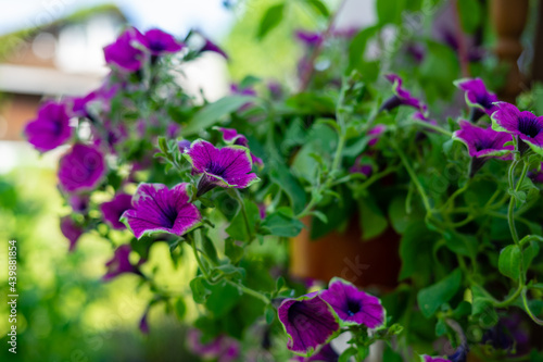 White and purple petunia flowers in hanging pot.