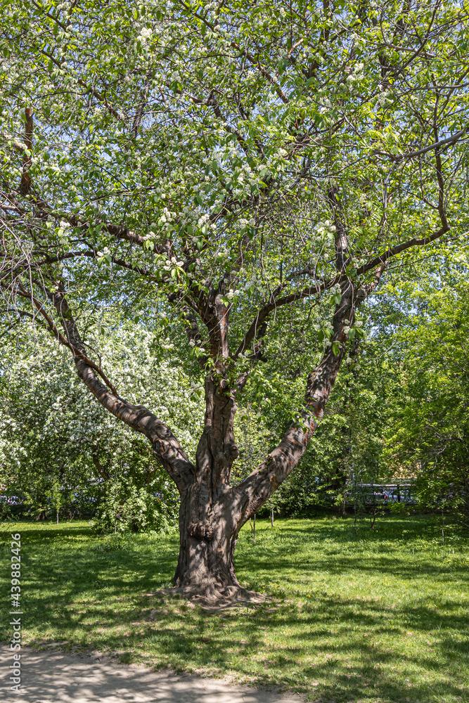 Bird cherry tree or Latin Prunus maackii also Padus maackii with white flowers and green leaves blooms in sunny spring day in the park. Vertical Bird cherry tree or Latin Prunus maackii also Padus maackii with white flowers and green leaves blooms in sunny spring day in the park. Vertical