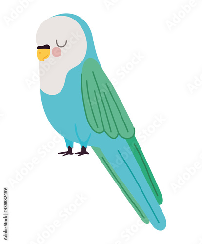 pretty parakeet design