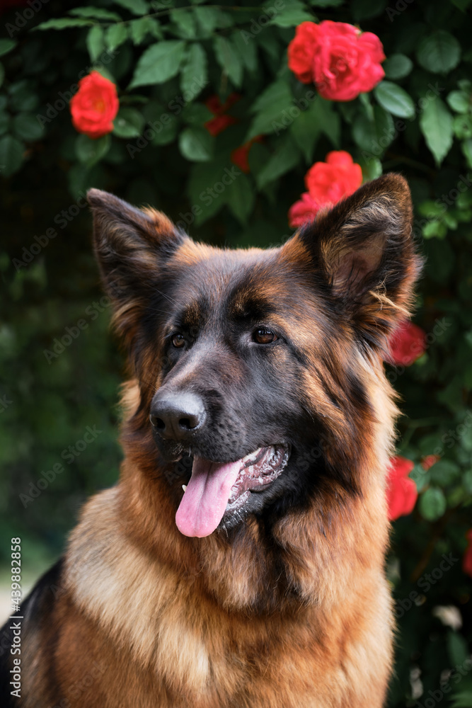German Shepherd on background of bush with red roses. Pet with flowers in spring in park. Spring vertical close up portrait of beautiful purebred fluffy dog. German Shepherd on background of bush with red roses. Pet with flowers in spring in park. Spring vertical close up portrait of beautiful purebred fluffy dog.