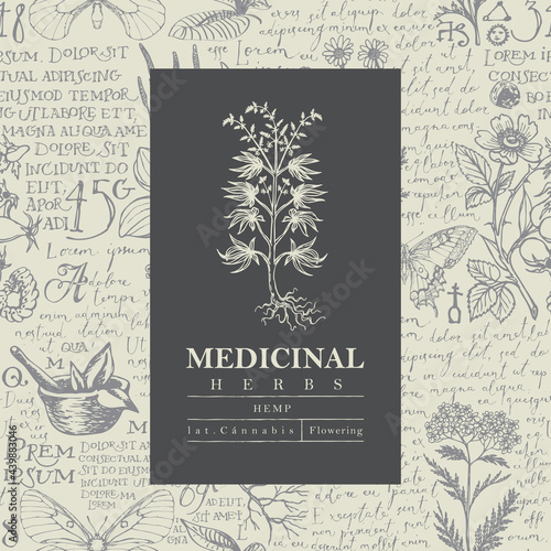 Vector label or banner with a hemp plant on a hand-drawn background with handwritten text Lorem Ipsum and medicinal herbs. Retro botanical illustration for cannabis shop, pharmacy, herbal medicine