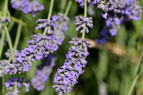 Fleur de lavande