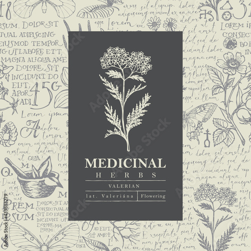 Botanical vector label or banner with Valerian on a hand-drawn background with medicinal herbs and handwritten text Lorem Ipsum. Beautiful illustration in retro style for pharmacy, herbal medicine
