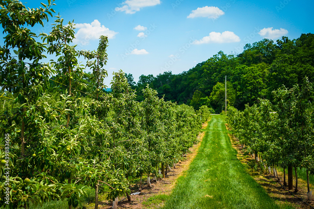 Apple trees on a fruit farm