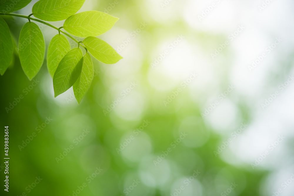 Beanature view of green leaf on blurred greenery background in garden and sunlight with copy space using as background natural green plants landscape, ecology, fresh wallpaper. Beanature view of green leaf on blurred greenery background in garden and sunlight with copy space using as background natural green plants landscape, ecology, fresh wallpaper.