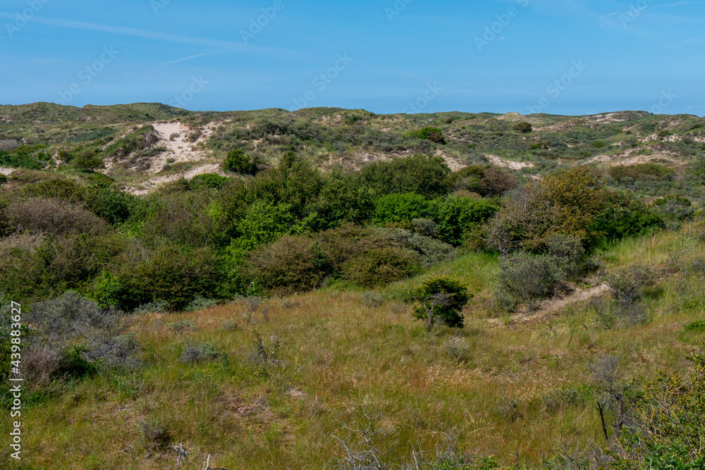 grass, vegetation and sand patches in the dunes of Wassenaar.