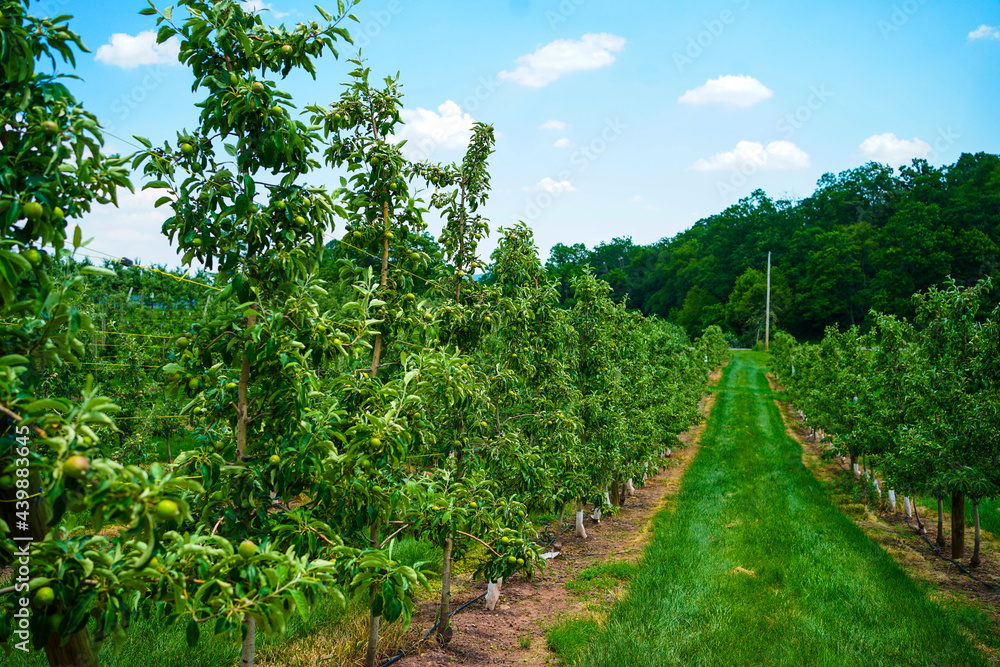 Naklejka premium Apple trees on a fruit farm