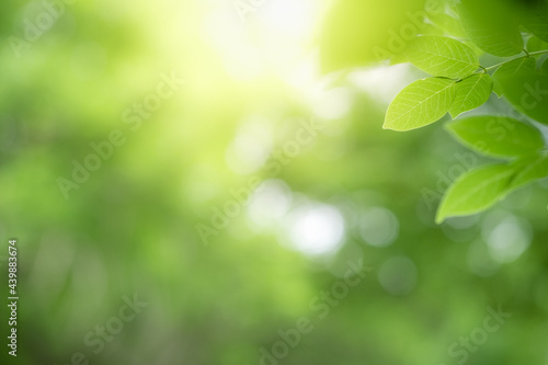 Beanature view of green leaf on blurred greenery background in garden and sunlight with copy space using as background natural green plants landscape, ecology, fresh wallpaper.