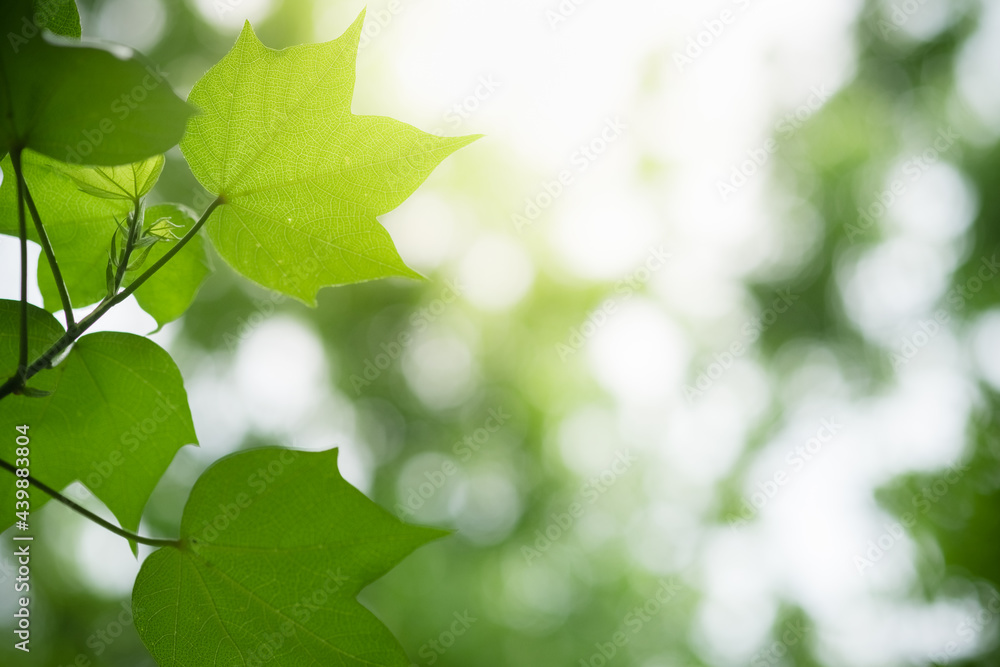 Beanature view of green leaf on blurred greenery background in garden and sunlight with copy space using as background natural green plants landscape, ecology, fresh wallpaper. Beanature view of green leaf on blurred greenery background in garden and sunlight with copy space using as background natural green plants landscape, ecology, fresh wallpaper.